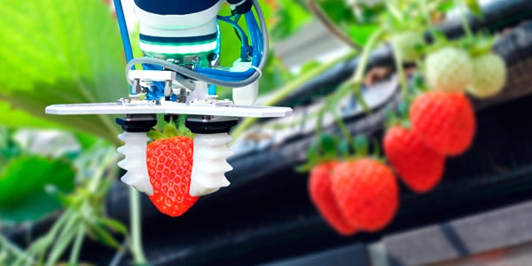 machine holding strawberry